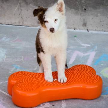 FitPAWS Pet Balance Platform K9FITbone 58x29x10 cm Orange