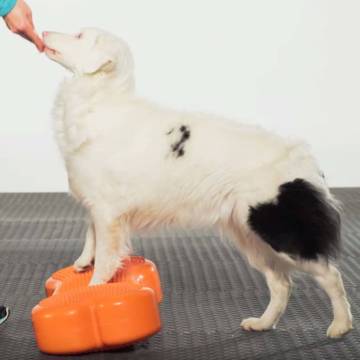 FitPAWS Pet Balance Platform K9FITbone 58x29x10 cm Orange